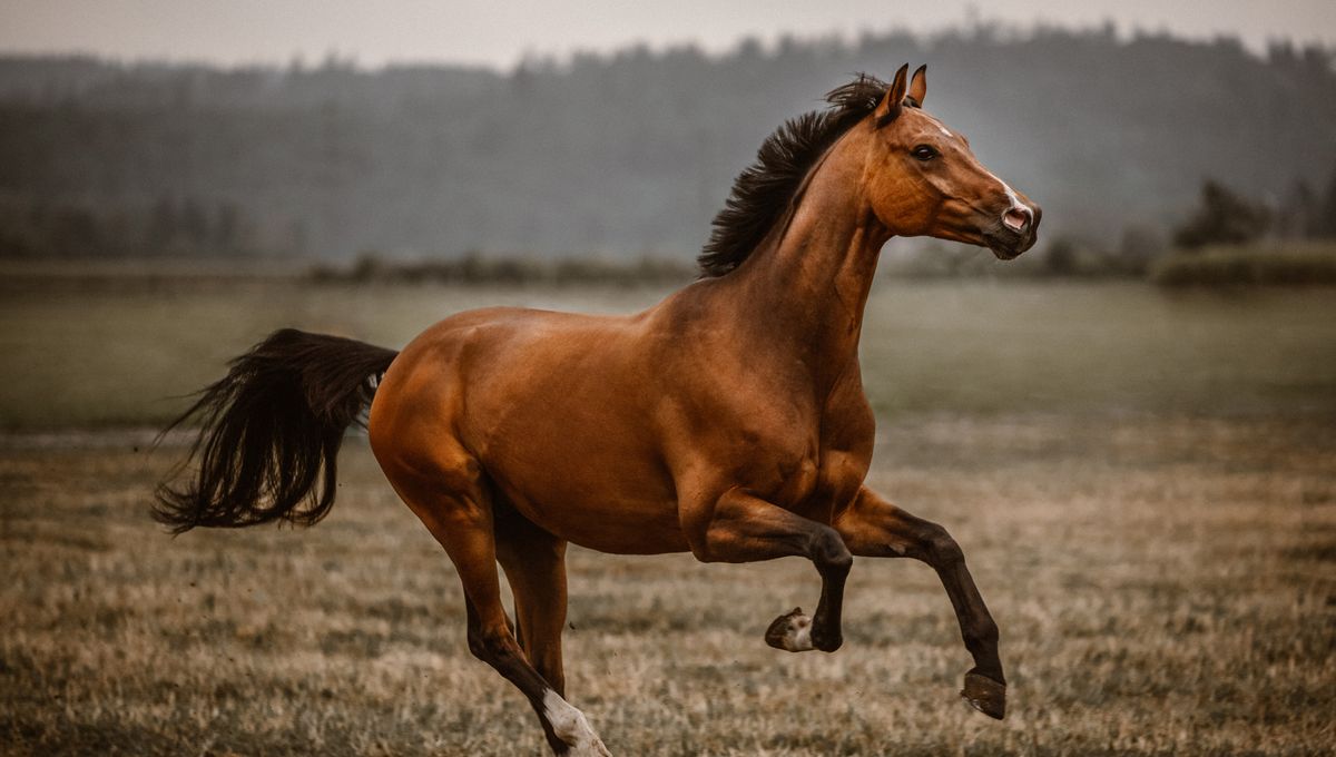 Caballo PRE de La Lastra en los prados del Valle de Mena, Burgos