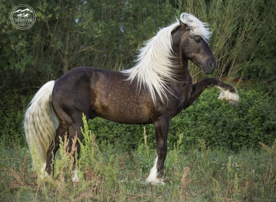 Caballos en libertad en el Valle de Mena